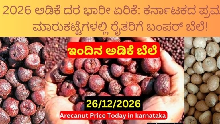 2026 ಅಡಿಕೆ ದರ : ಕರ್ನಾಟಕ ಅಡಿಕೆ ದರ ಏರಿಕೆ ರೈತರಿಗೆ ಲಾಭ ಇಂದಿನ ಮಾರುಕಟ್ಟೆ ಬೆಲೆ